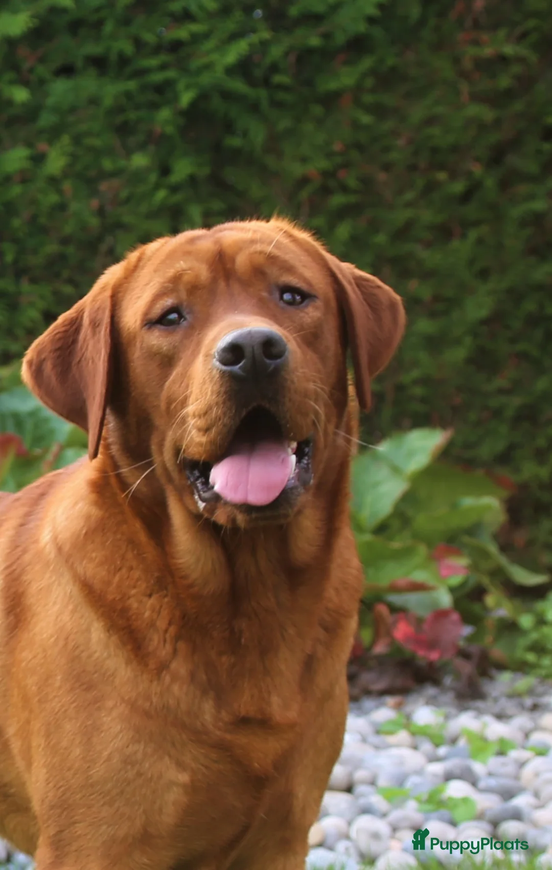 Galerij afbeelding {{count}}