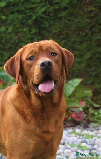 Galerij afbeelding {{count}}