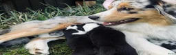Kruising honden te koop: Australian sheppard/border collie puppy's - Advertentie 8