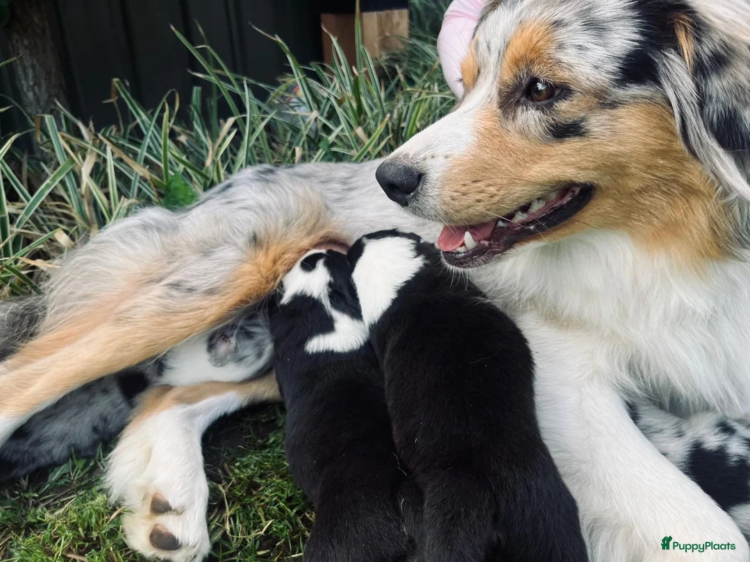 Kruising honden te koop: border collie/autralian shepperd puppy's - Advertentie 2