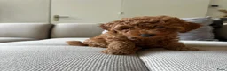 Poedel Toy honden te koop: Red/apricot toy poodle puppies  - Advertentie 5