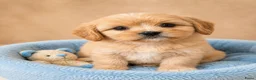 Boomer honden te koop: Mooie gezonde boomer pups. Maltezer maal shih tzu - Advertentie 1