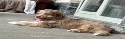 Kruising honden te koop: Australian doodle reu - Advertentie 10