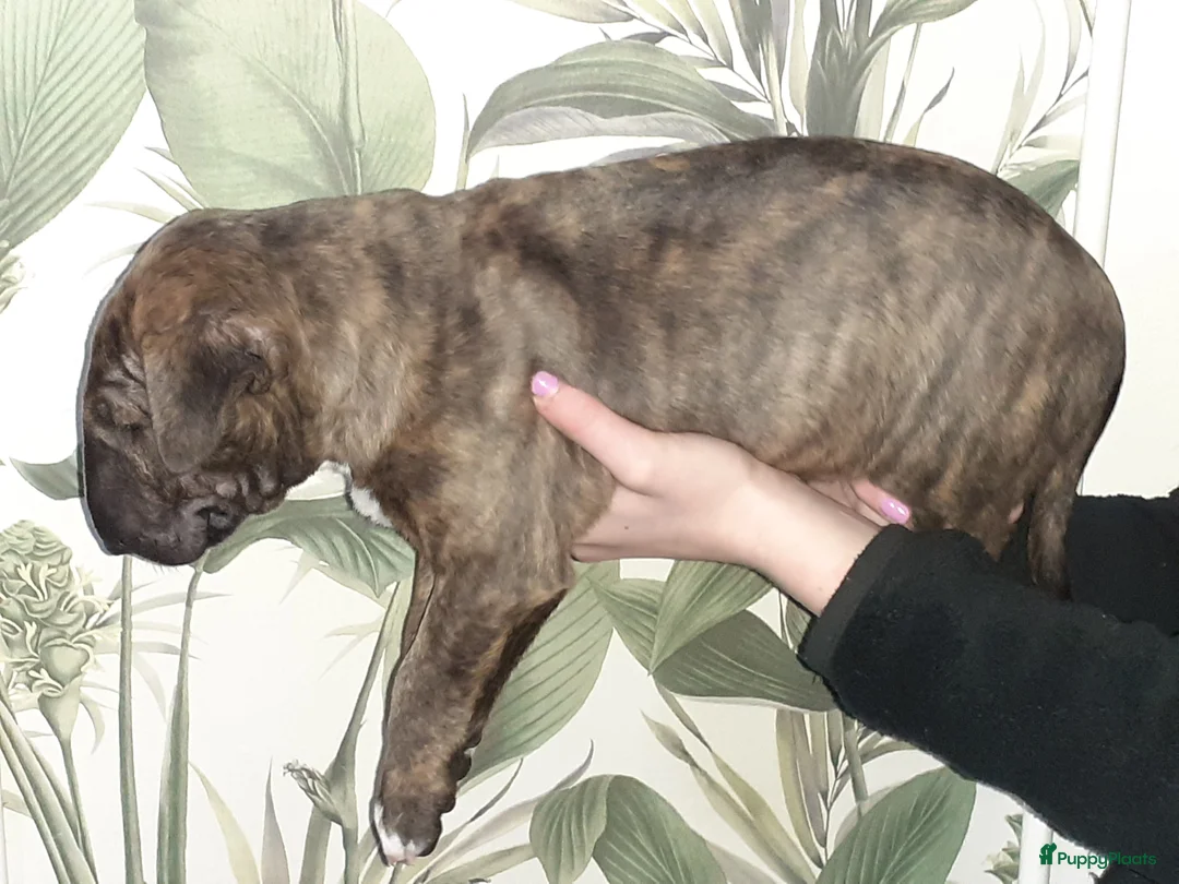 Bull Terriër honden te koop: deze 4 kanjers zijn op zoek naar gouden mandje - Advertentie 16