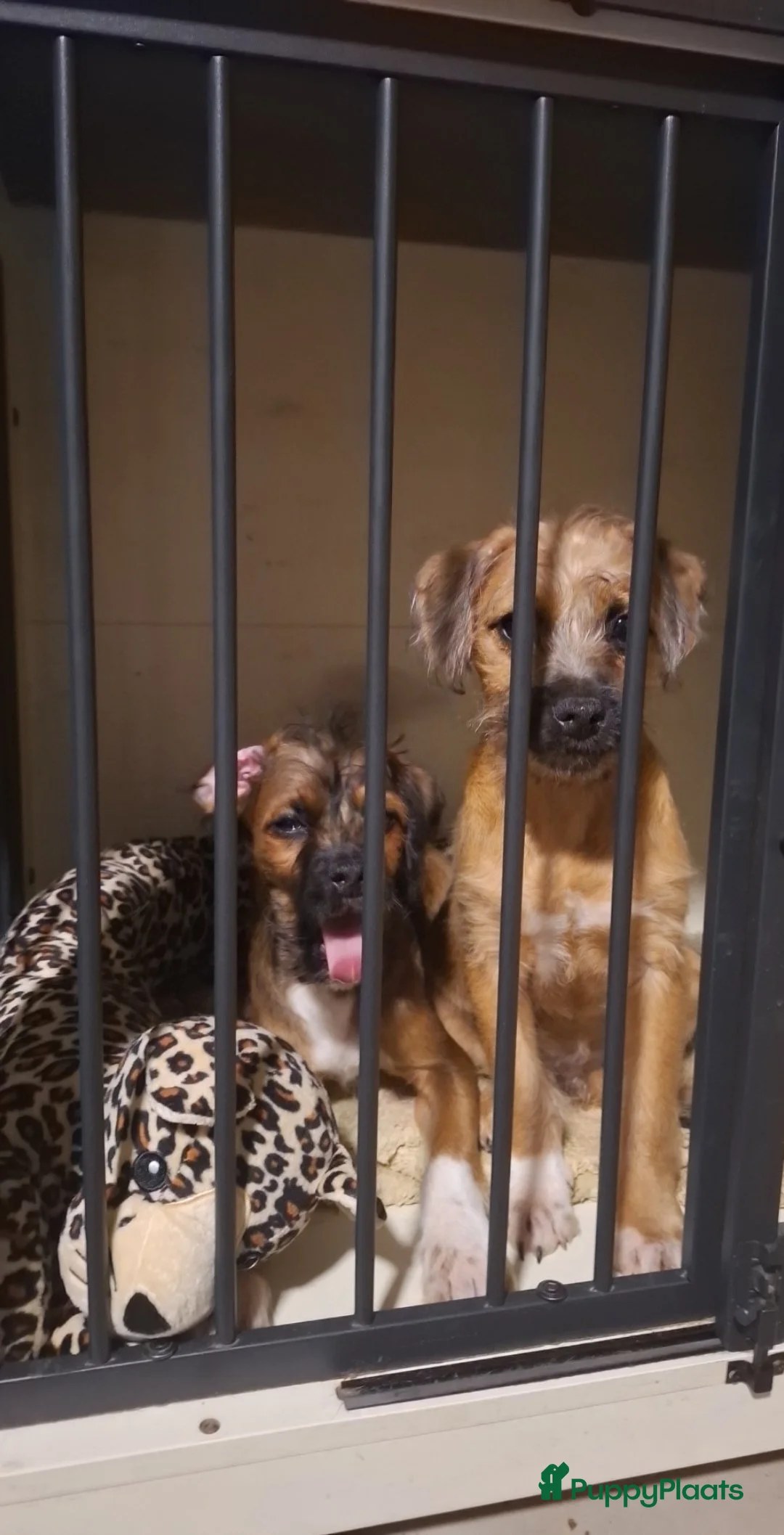 Kruising honden te koop: Laatste 2 knappe reutjes  - Advertentie 4