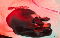 Teckel (korthaar)  honden te koop: Dwerg teckeltjes - Afbeelding 2