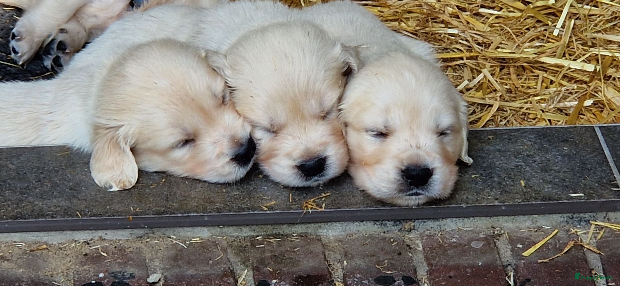 Golden Retriever honden Raszuivere golden retriever pups - Advertentie 2