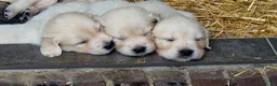 Golden Retriever honden te koop: Raszuivere golden retriever pups - Advertentie 2
