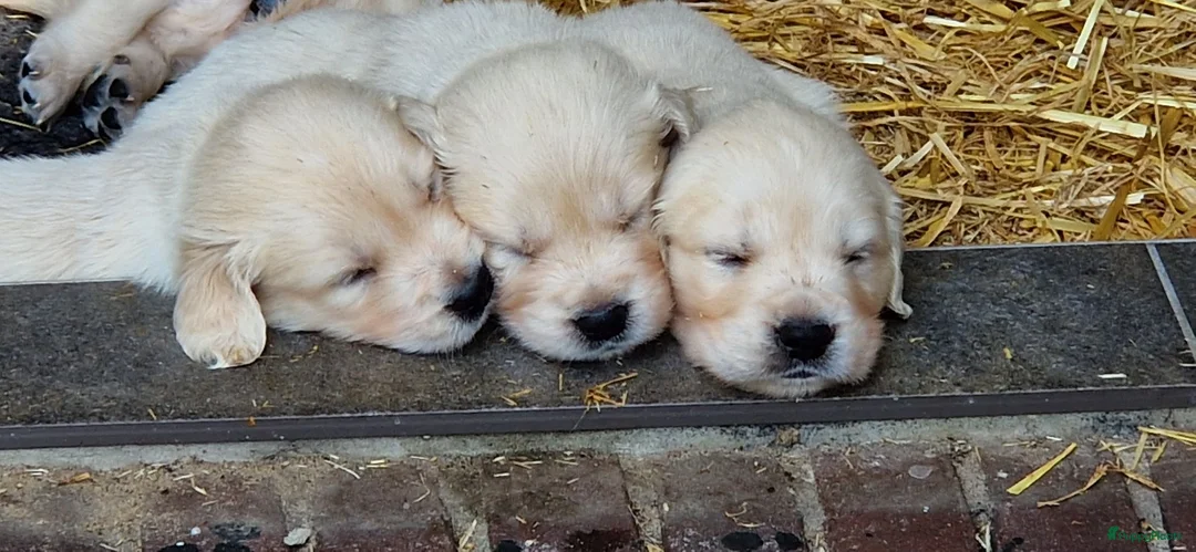 Golden Retriever honden te koop: Raszuivere golden retriever pups - Advertentie 2