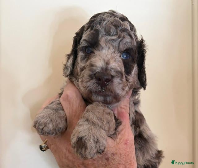 Poedel honden te koop middenslag poedels - Advertentie 1