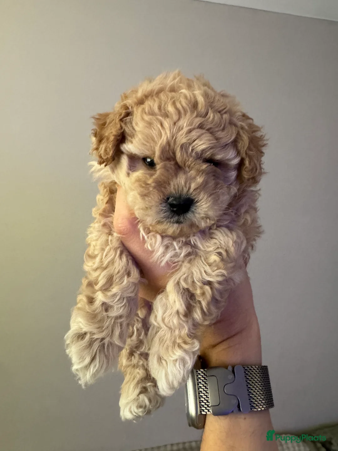 Poedel Toy honden te koop: Toy Poedel pups - Advertentie 9