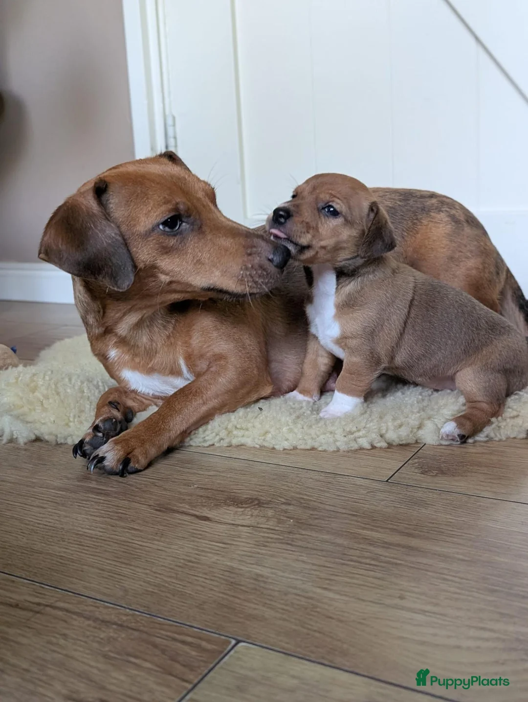 Jack Russel Terriër honden te koop: Nog 1 uniek gekleurd teefje - Advertentie 12