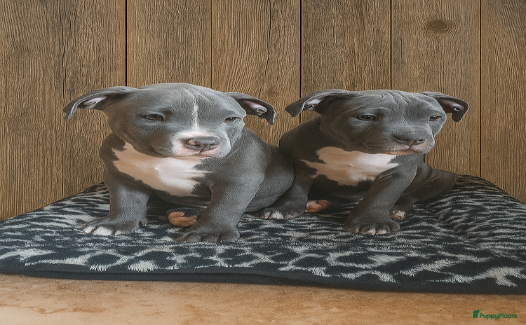 Amerikaanse Bully honden - Advertentie 1
