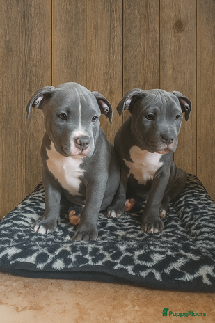 Amerikaanse Bully honden Hoog segment American bully pups ABKC stambomen - Advertentie 12
