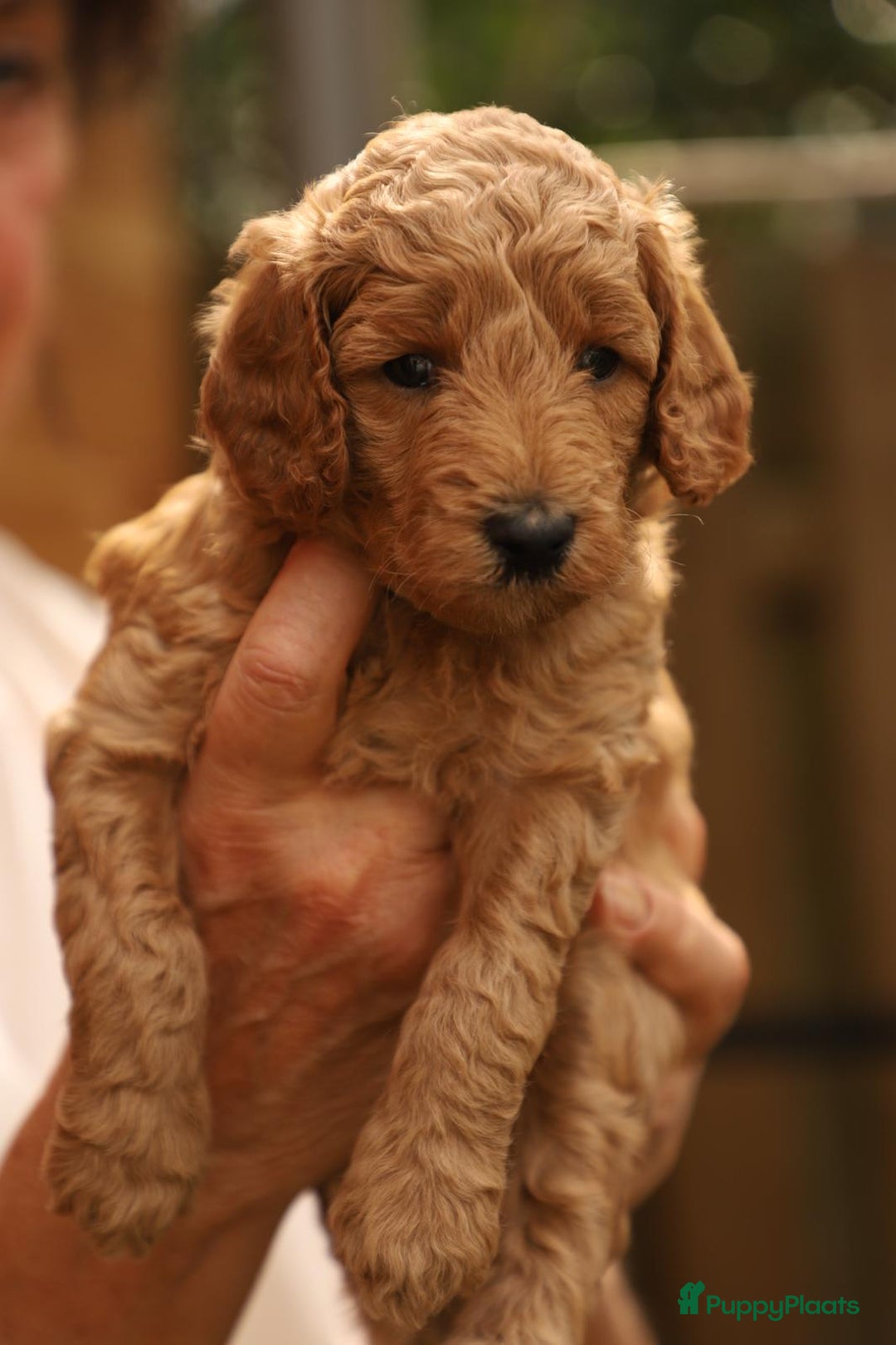 Poedel honden te koop: Raszuivere middenmaat poedelpups - Afbeelding 6