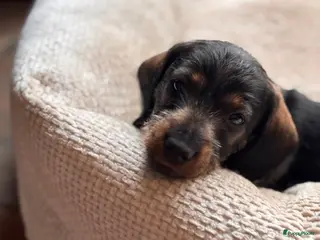 Ruwhaar Teckel honden ruwhaar dwergteckel pups MET STAMBOOM - Advertentie 6