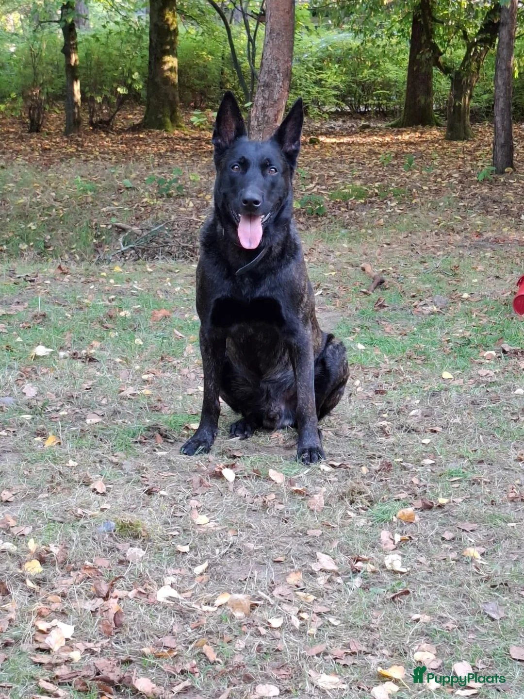 Kruising honden te koop: Super lieve labrador x hollandseherder pups  - Advertentie 2