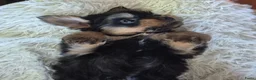 Kruising honden te koop: Prachtige Griffonshires - Advertentie 24
