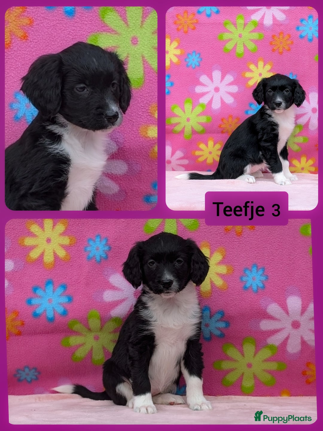 Friese Stabij honden te koop: Prachtige friese stabij x border collie pups  - Advertentie 16