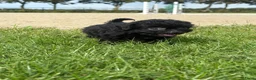 Kruising honden te koop: Maltipoo x boomer pups  - Advertentie 26