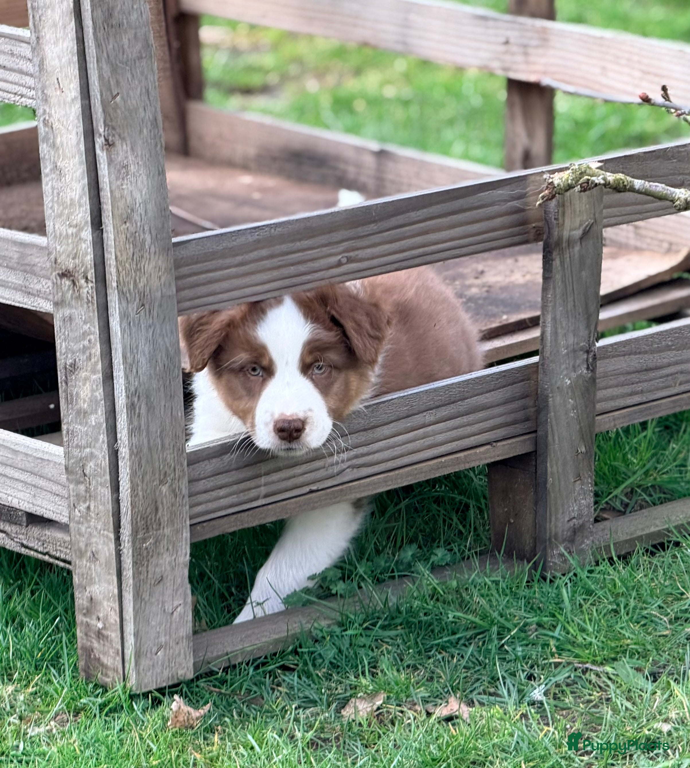 Australian Shepherd honden 2 Australian shepherd reutjes - Advertentie 3