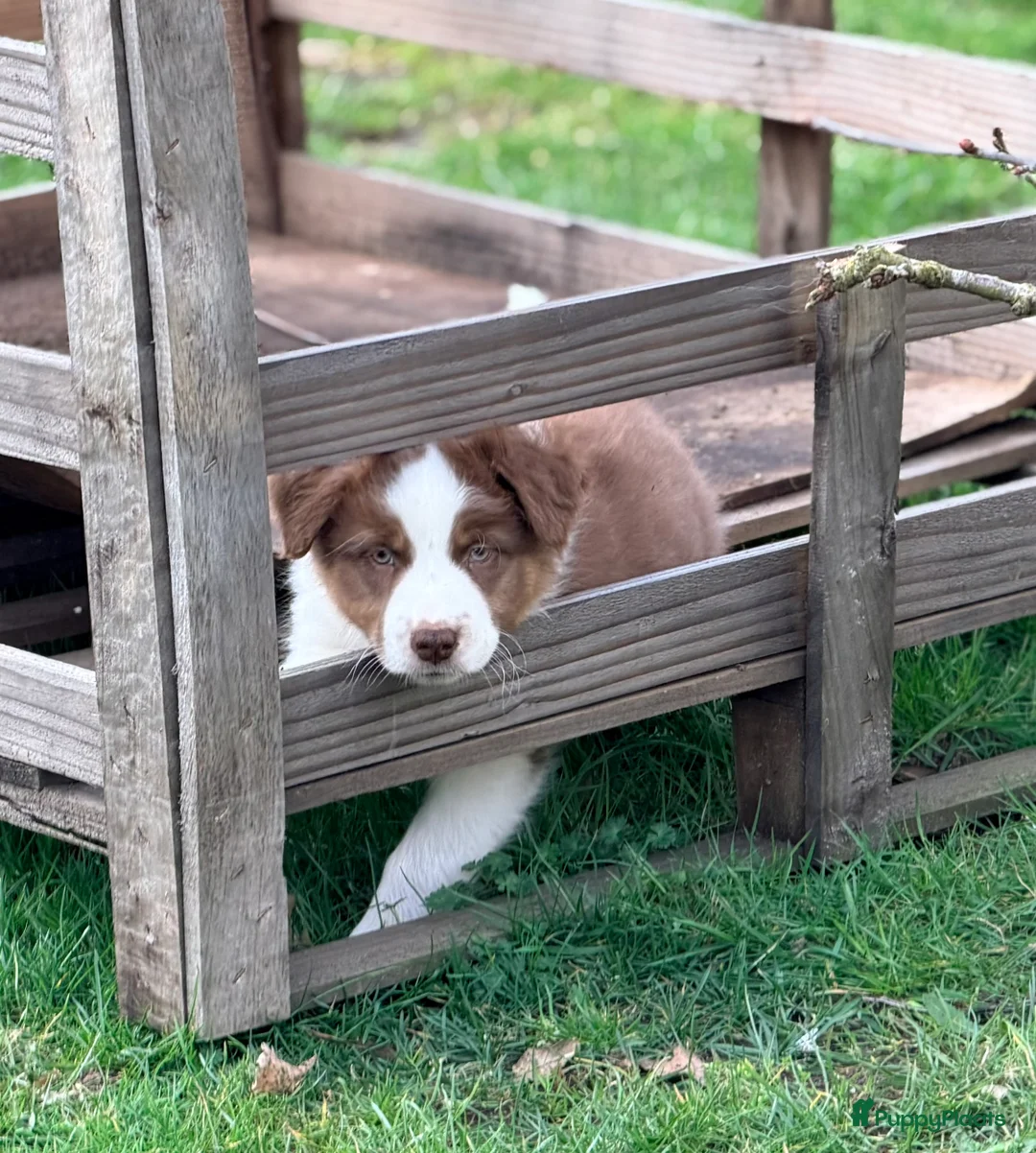 Australian Shepherd honden te koop: 2 Australian shepherd reutjes - Advertentie 1