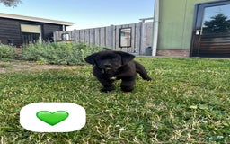 Kruising honden te koop: Onze lieve Boulab puppy’s zijn te koop in Buren - Afbeelding 5