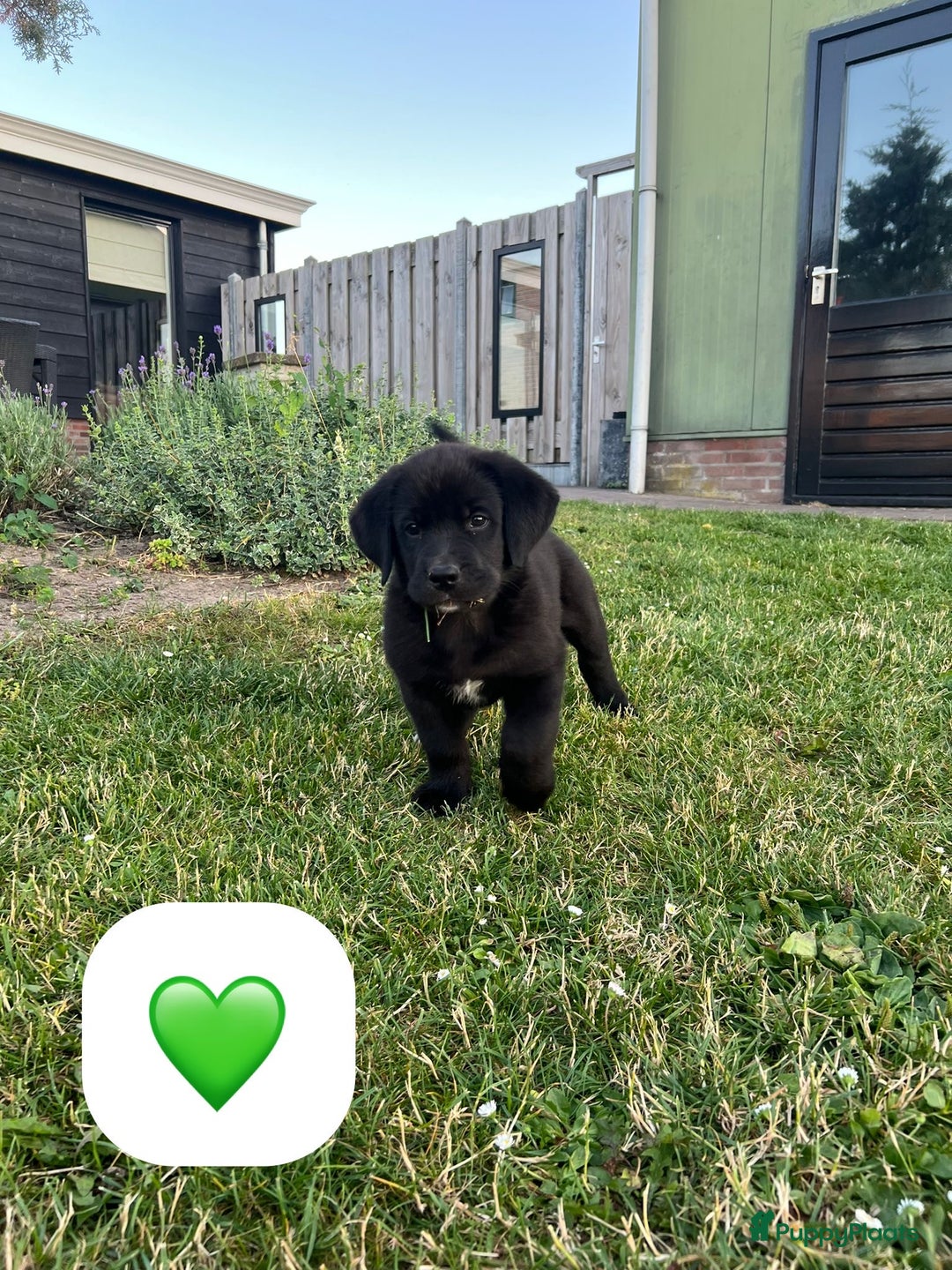 Kruising honden te koop: Onze lieve Boulab puppy’s zijn te koop in Buren - Afbeelding 5