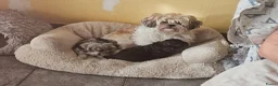 Shihpoo honden te koop: Shihpoo pup - Advertentie 1