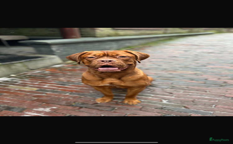 Bordeaux Dog honden Verwacht: nestje Bordeauxdogs - Advertentie 7