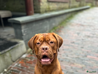 Bordeaux Dog honden Verwacht: nestje Bordeauxdogs - Advertentie 2