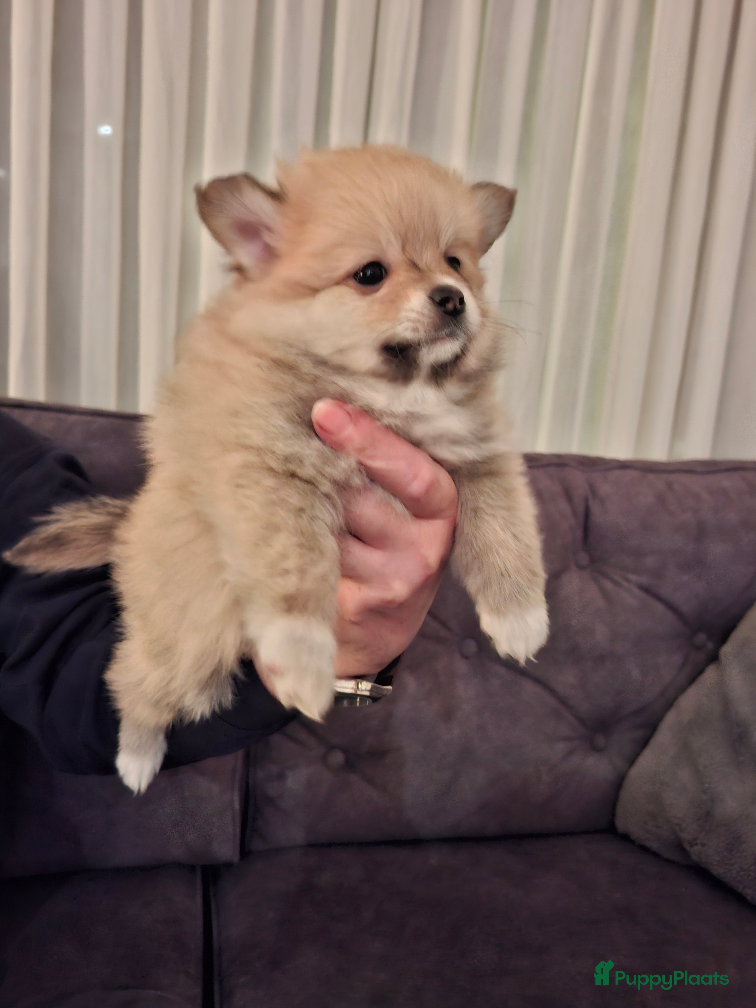 Pomeriaan honden Deze 2 lieverds  zoeken nog gouden  mandtje - Advertentie 2