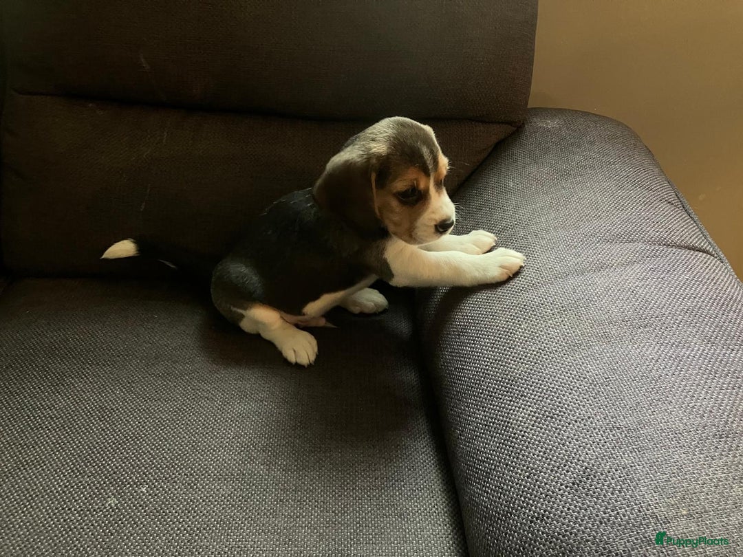 Beagle honden te koop: Beagle pups - Advertentie 8