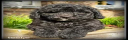 Kruising honden te koop: Boompoo F1b pups. Boomer x Poedel .middelslag. - Advertentie 7