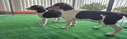 Fox Terriër Gladhaar honden te koop: boerenfox pups - Advertentie 3