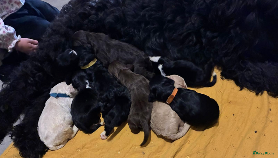 Barbet honden te koop: Barbet pups - Advertentie 11