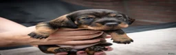 Ruwhaar Teckel honden te koop: Prachtige Ruwharige Teckel pups - Advertentie 8