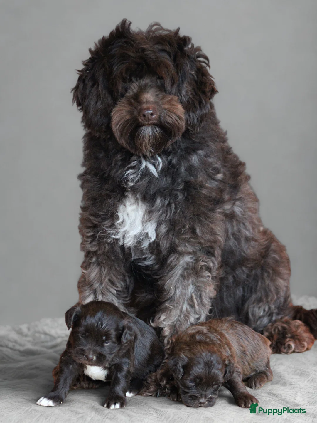 Kruising honden te koop: ChocoladeBruine Doodle pups - Advertentie 2