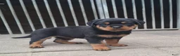 Rottweiler honden te koop: Rottweiler pups met stamboom  - Advertentie 3