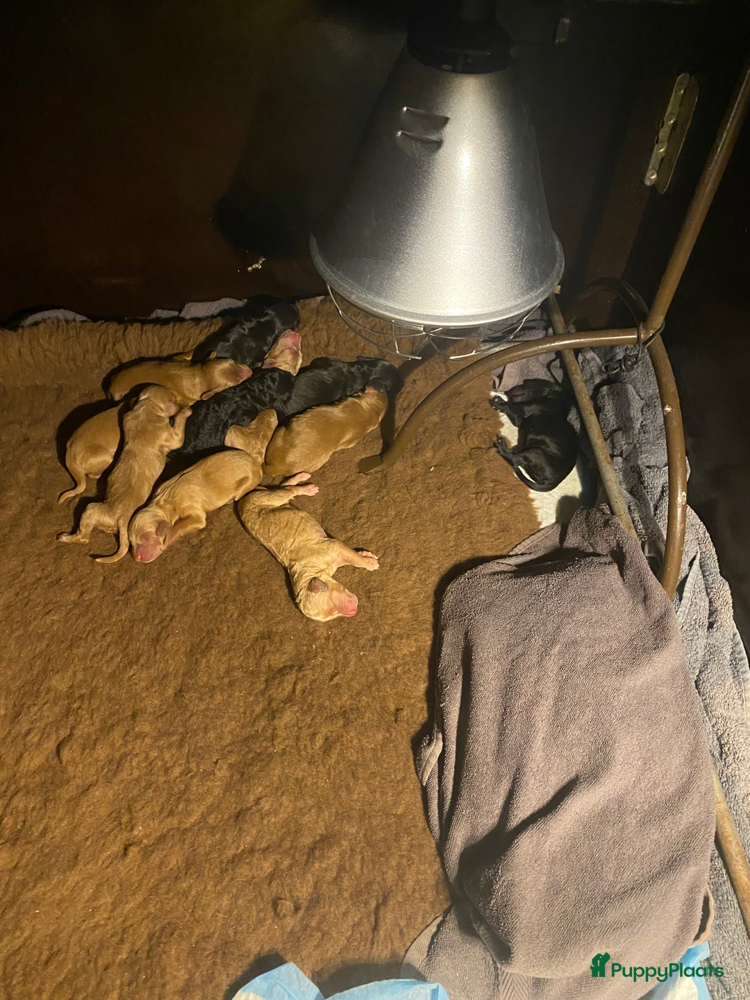 Labradoodle honden te koop: ✨Liefdevol Nest Labradoodle Pups 1 December geb.!✨ - Advertentie 16