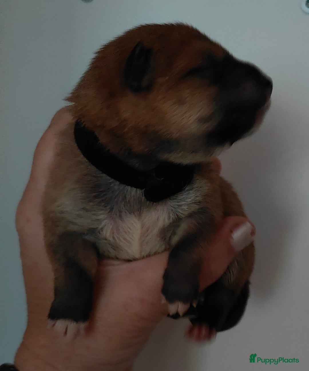 Shiba honden te koop: Shiba Inu pups met FCI stamboom - Advertentie 21