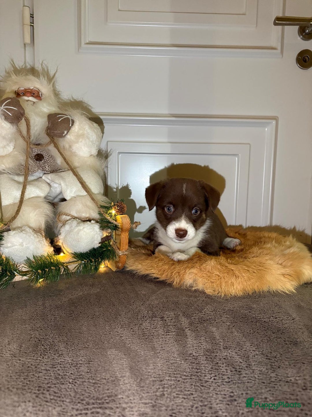 Welsh Corgi Cardigan honden te koop: Welsh Corgi Cardigan puppy’s  - Advertentie 6