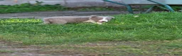 Border Collie honden te koop: Prachtige Lilac en Blue border collie pups - Advertentie 36