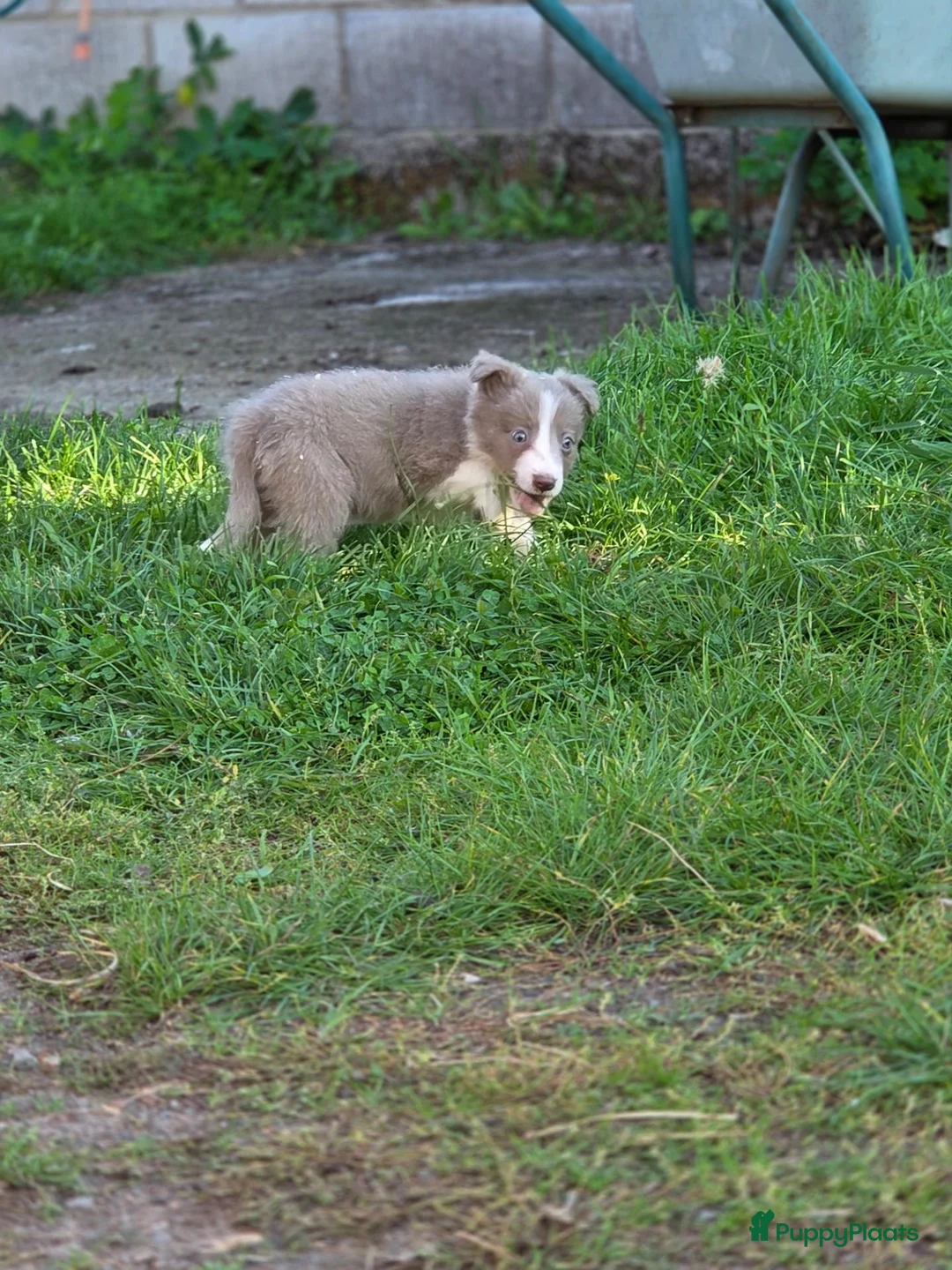 Border Collie honden te koop: Prachtige Lilac en Blue border collie pups - Advertentie 36