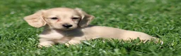 Teckel (langhaar) honden te koop: Teckel pups Cream , Blond - Advertentie 7
