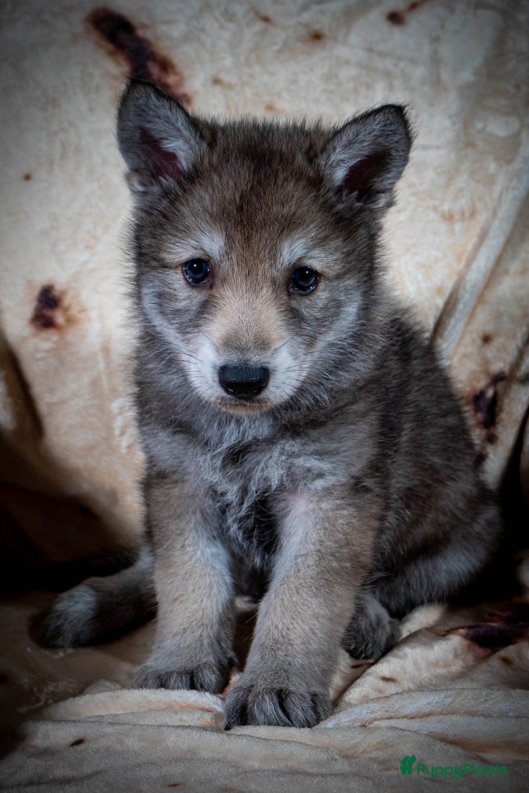 Saarlooswolfhond honden te koop: Reutje zoekt mandje - Advertentie 7