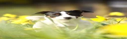 Jack Russel Terriër honden ter dekking: Dekreu Jack Russell Terriër tricoler in Oisterwijk - Advertentie 3
