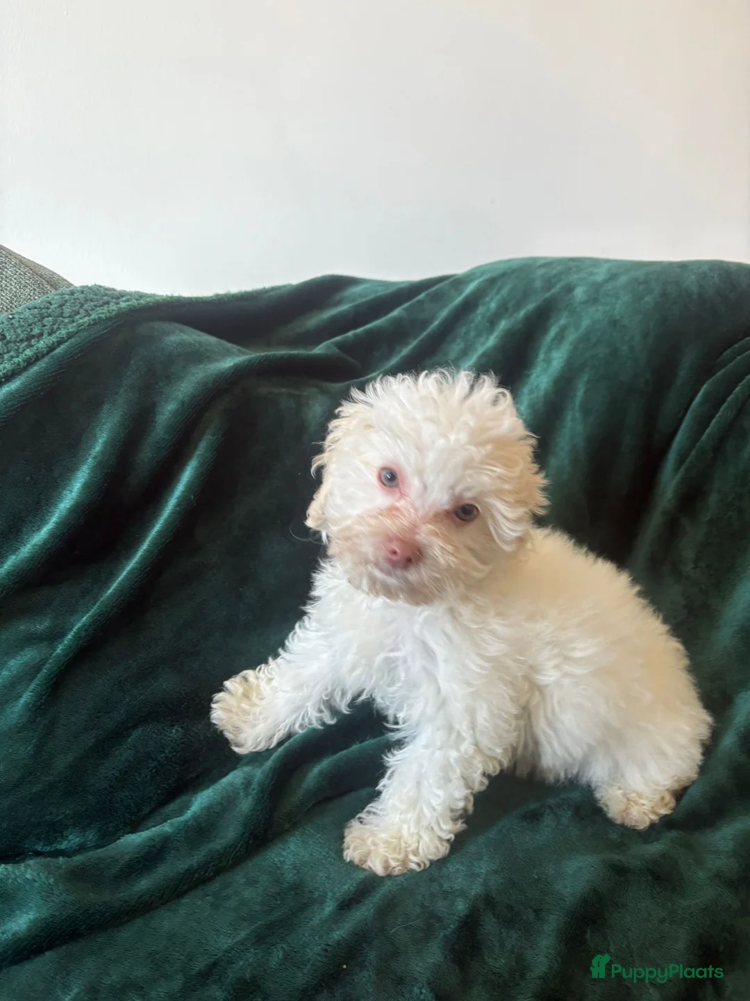 Poedel Toy honden te koop: Toypoedel zusjes toy poedel - Advertentie 5