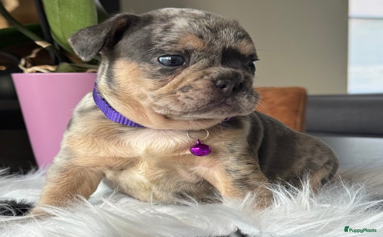 Franse Bulldog honden - Advertentie 2