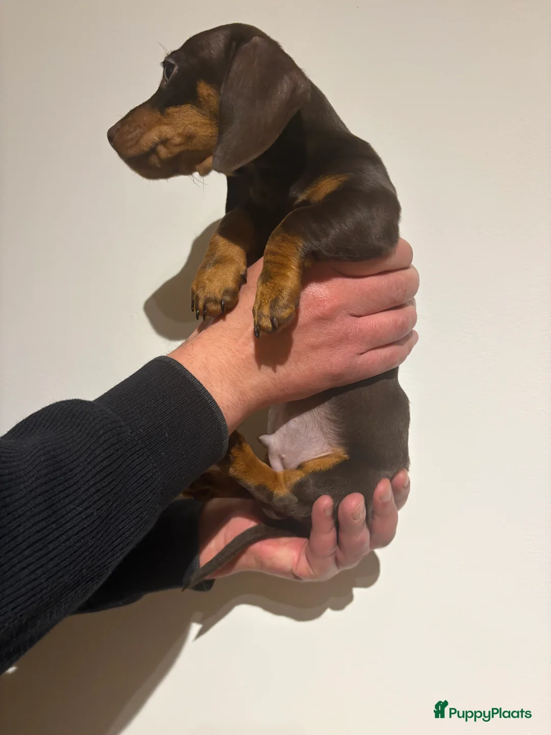 Teckel (korthaar)  honden te koop: Dwerg Teckels puppy’s zoeken een warm nest. - Advertentie 17